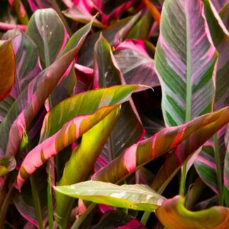 Rare - Musa Nono - Pink Variegated Banana Plant