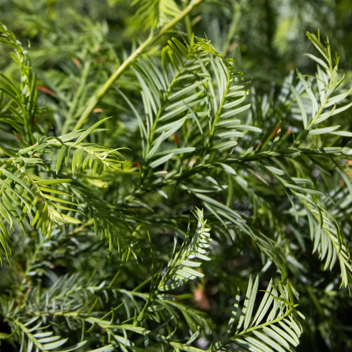 Sequoia Sempervirens - Coast Redwood