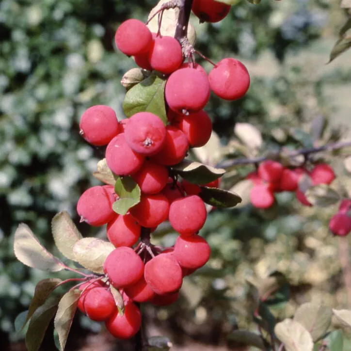 Crabapple Tree - Malus Neville Copeman