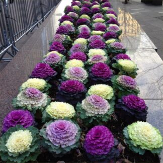 Colourful Brassica Cabbage Selection - Pack of Three Plants