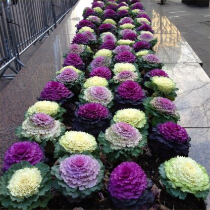 Colourful Brassica Cabbage Selection - Pack of Three Plants