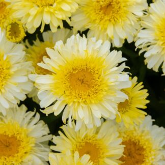 Leucanthemum Real Charmer - Shasta Daisy - Large Plant