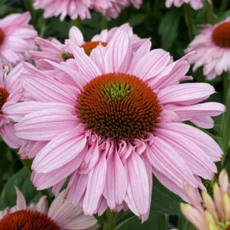 Echinacea Sun Seekers Blush - Cone Flower