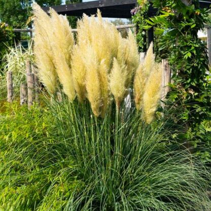Cortaderia Selloana Evita - Compact Pampas Grass