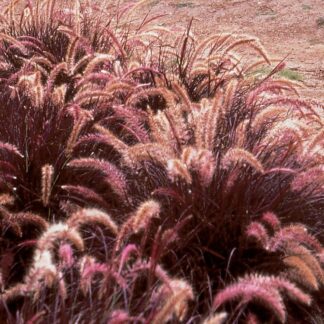 Pennisetum Tiny Tails - Dwarf Purple Fountain Grass