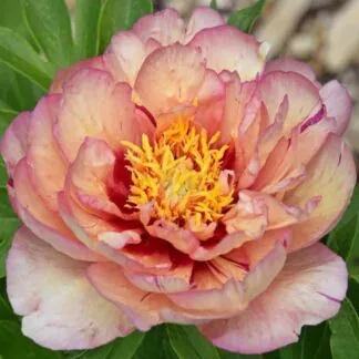 Peony Itoh Callies Memory - Paeonia Itoh