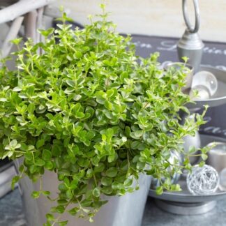Peperomia Rotundifolia - Trailing Jade Plant