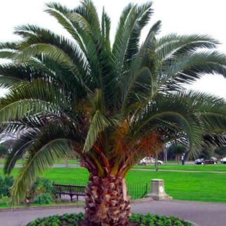 Phoenix Canariensis - Canary Island Date Palm - Large Patio Palm Tree Circa 4-5ft Tall