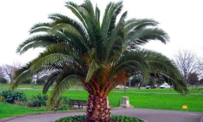 Phoenix Canariensis - Canary Island Date Palm - Large Patio Palm Tree Circa 4-5ft Tall