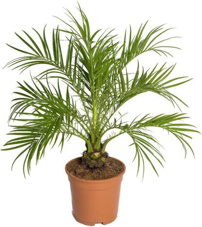 Date Palm Phoenix Roebelenii - Pygmy Date Palm - Circa 70-80cm