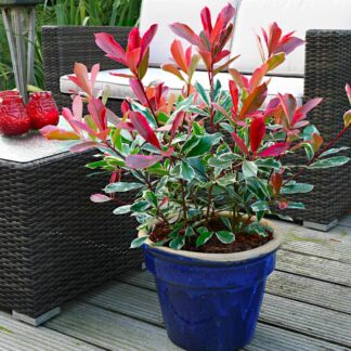 Photinia Cassini Pink Marble  - Hardy