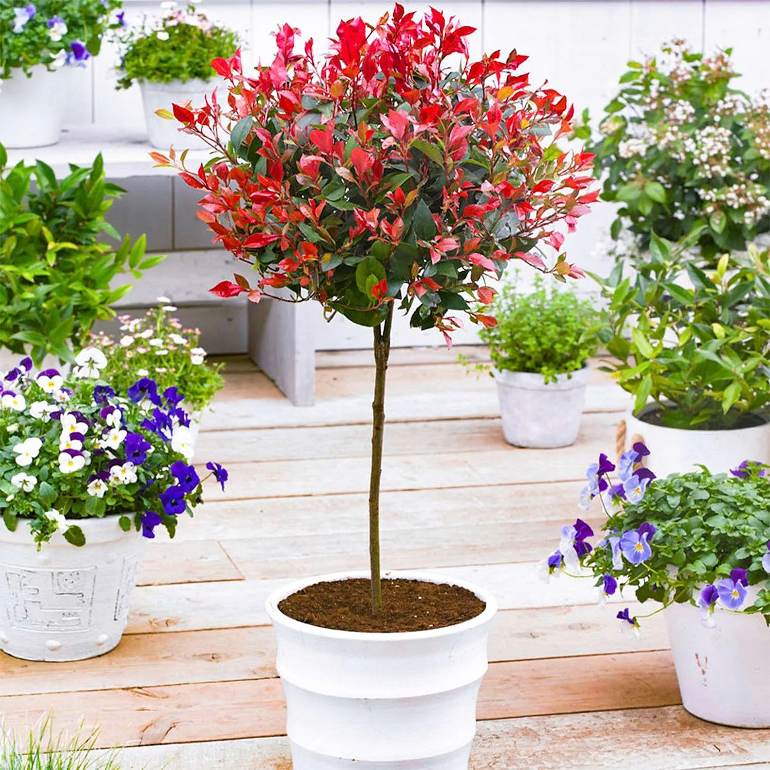 Photinia Fraseri Robusta 'Red Robin' - Compact Standard Tree - Circa 130-160cm