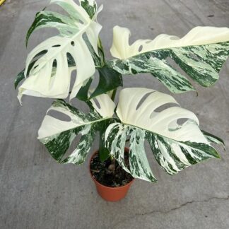 Monstera Deliciosa Albo Variegata - Variegated Swiss Cheese Plant - Very Heavily Variegated