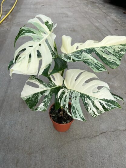 Monstera Deliciosa Albo Variegata - Variegated Swiss Cheese Plant - Very Heavily Variegated