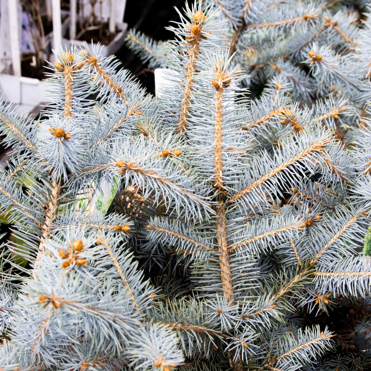 Picea Pungens 'Blue Diamond' - Colorado Spruce