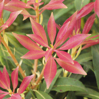Pieris Forest Flame - Lily of The Valley Shrub - Extra Large Specimen