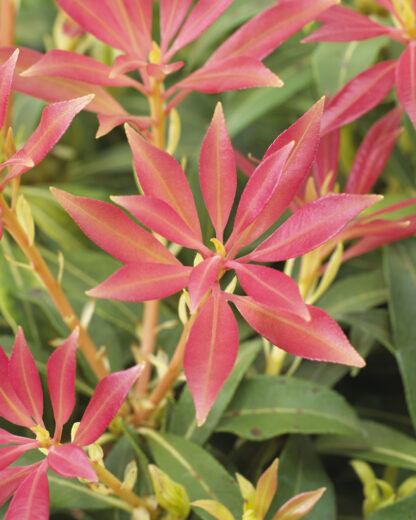 Pieris Forest Flame - Lily of The Valley Shrub - Extra Large Specimen