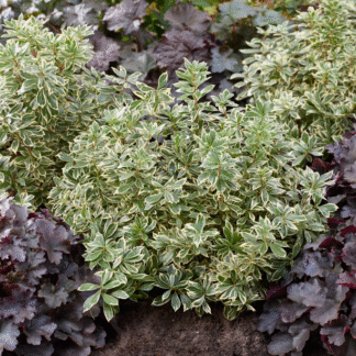 Pieris Japonica 'Little Frosty'