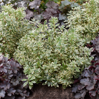 Pieris Japonica 'Little Frosty'