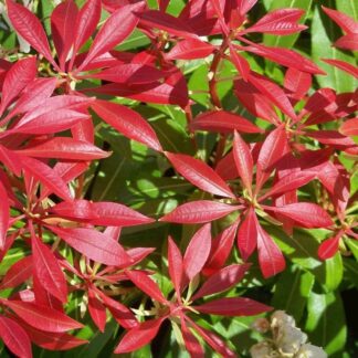 Pieris Mountain Fire -Extra Large Specimen
