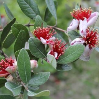Feijoa Sellowiana - Pineapple Guava - Acca Sellowiana