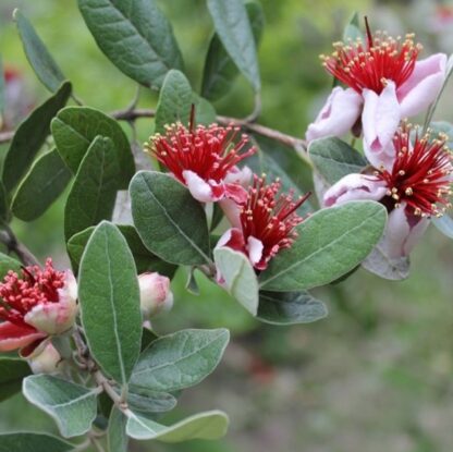 Feijoa Sellowiana - Pineapple Guava - Acca Sellowiana