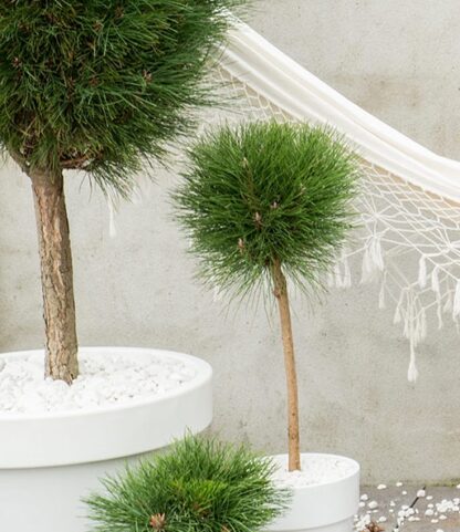 Pinus Summer Breeze - Patio Tree