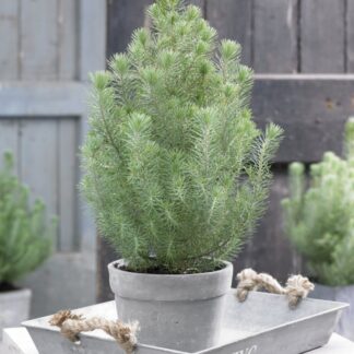 Christmas Tree - Pinus Pinea Silver Crest - Stone Pine