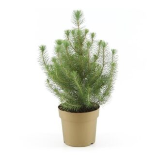 Pinus 'Silver Crest'