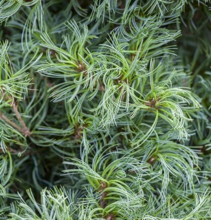 Pinus Strobus Tiny Kurls