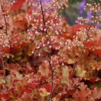 Heuchera Orangeberry