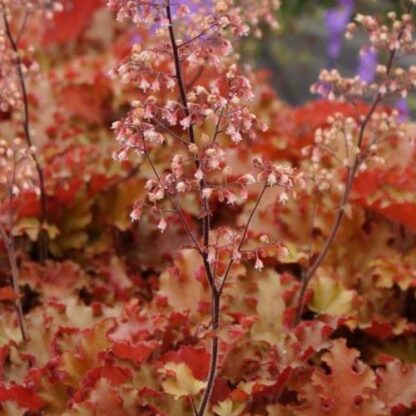 Heuchera Orangeberry