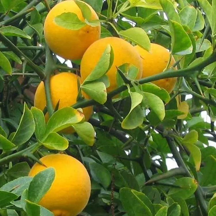 Poncirus Trifoliata - Japanese Bitter Orange - Hardy Citrus