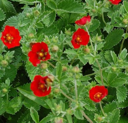 Potentilla Atrosanguinea Scarlet Starlit
