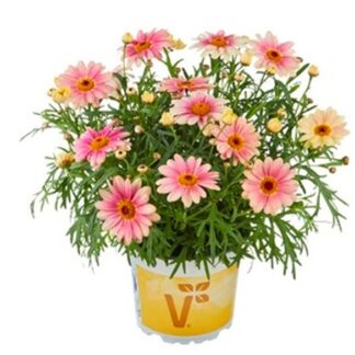Marguerite - Argyranthmum Peach Eye