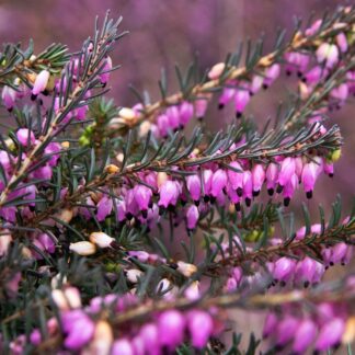Heather Plant - Erica x Darleyensis 'Rubina'