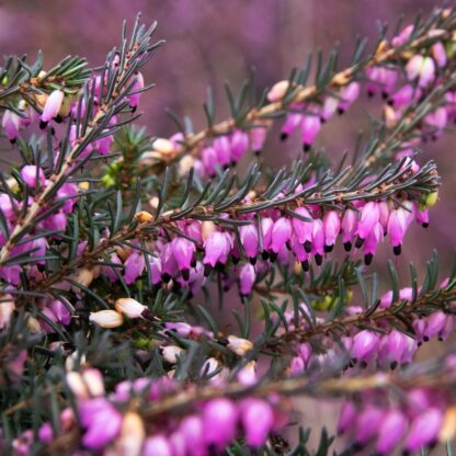 Heather Plant - Erica x Darleyensis 'Rubina'