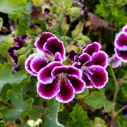 Regal Pelargonium Elegance 'Imperial'