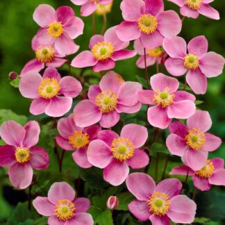 Anemone Hupehensis Praecox - Windflower