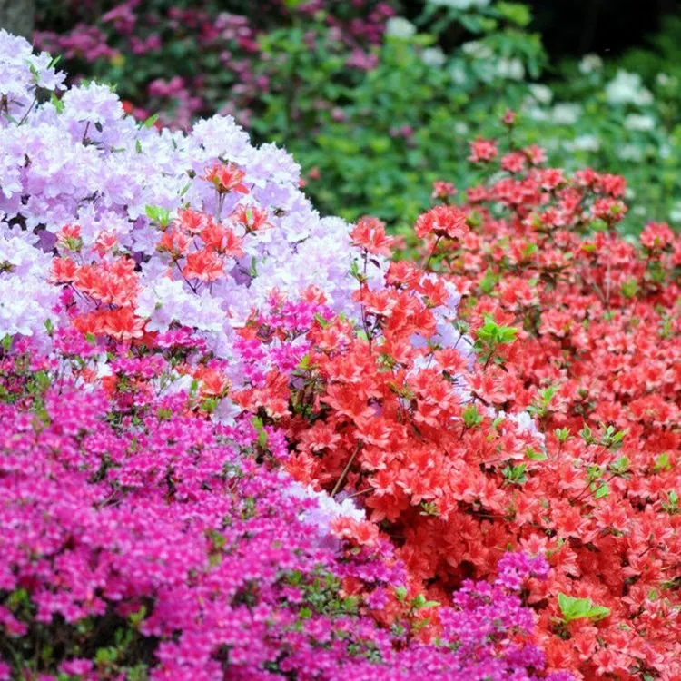 Rainbow Azalea Japonica Collection - Evergreen Japanese Azaleas - Pack of Three Plants