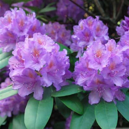 Rhododendron Catawbiense Grandiflorum Large Specimen