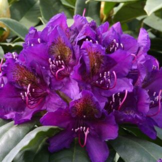 Rhododendron ‘marcel Menard’ - Deep Purple Rhododendron