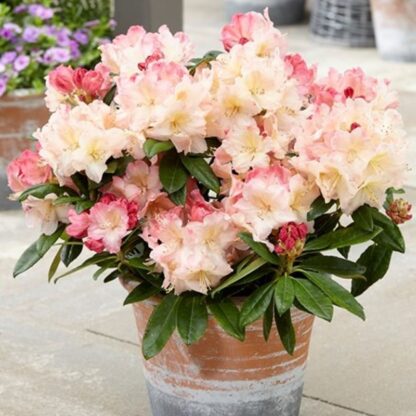 Rhododendron Percy Wiseman  - Large