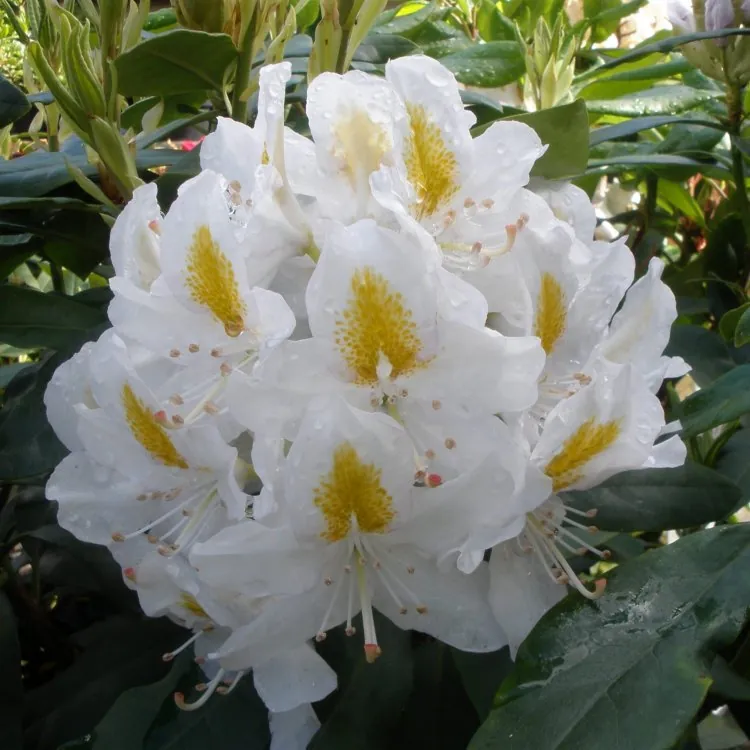 Rhododendron Madame Masson