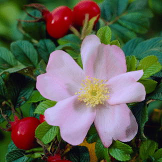Rosa Rugosa 'Jam-A-Licious'