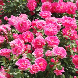 Rose 'Carrefree Days' - Patio Rose