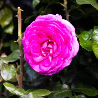 Rosa 'Oceana' - Hybrid Tea Rose