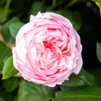 Rosa Pink - Shrub Rose