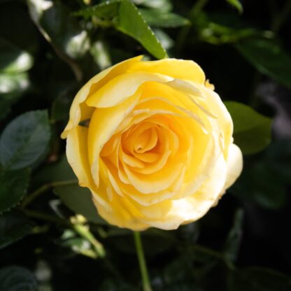 Rose 'Summer Gold' - Floribunda Rose