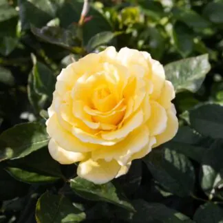 Rose 'Yellow Shrub' - Patio Rose